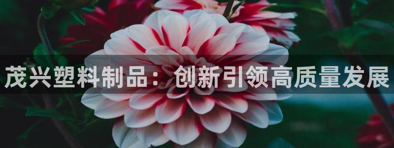 太阳集团电子游戏(中国)有限公司：茂兴塑料制品：创新引领高质